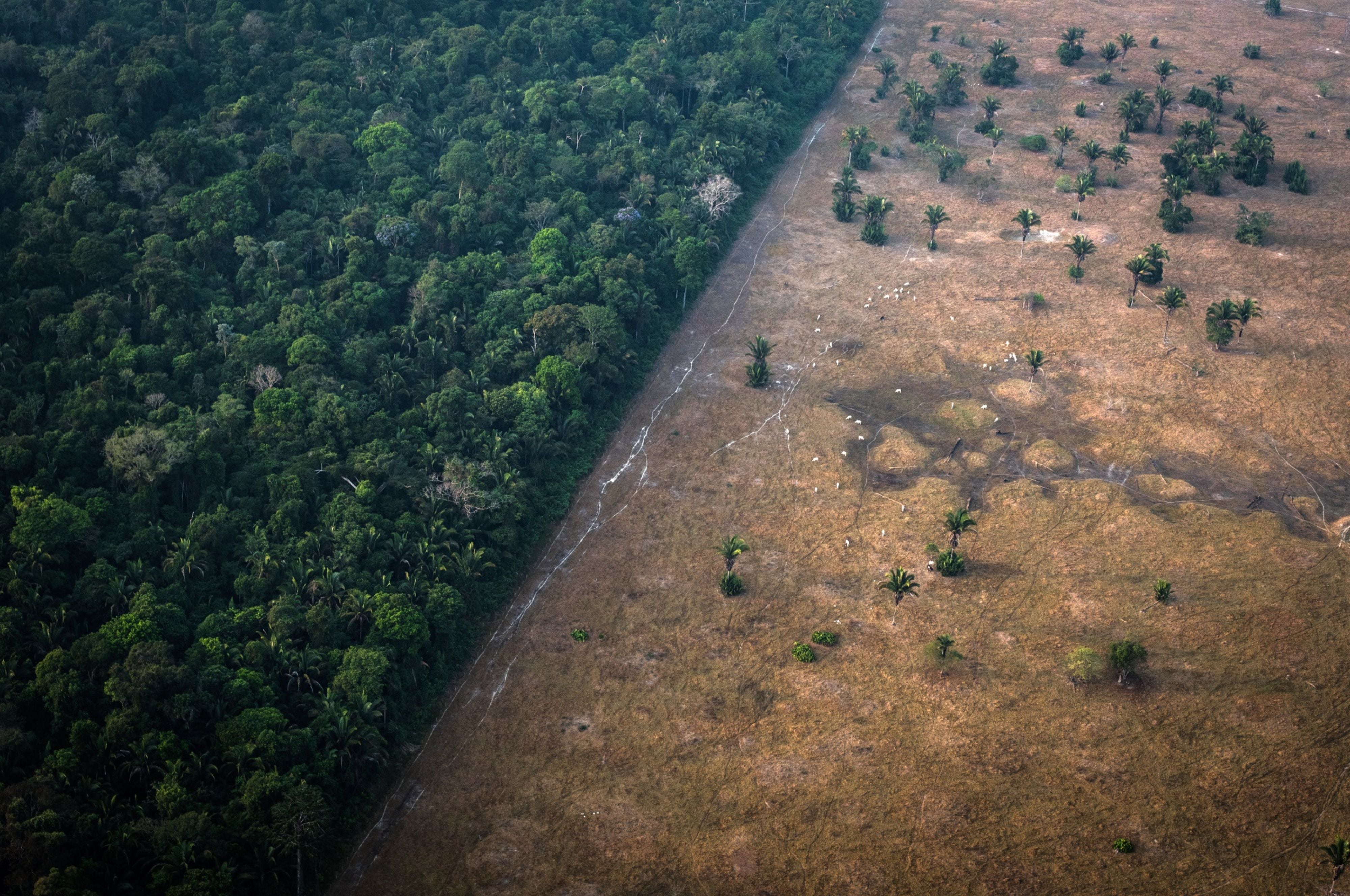 A Terra, O Ar, O Fogo, A Água, Retorna - Irmãos da Floresta 